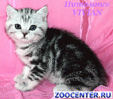 ���������� ������ ������ �� ��������� VIVIAN