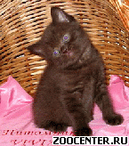 ���������� ���������� ������ �� ��������� VIVIAN