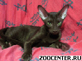 ������������ �����, �������������� �������� �� ���������  Shanti Cats