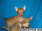 ����� ���-������ � ��������