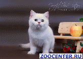 ���������� ������������ ��������