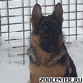 ����� �������� �������