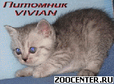 ���������� ������� ������ ������ �� ��������� VIVIAN