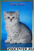 ���������� ������ ����������� ������� �� ��������� DARYACATS