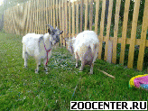 ���� ������ ���������� ������