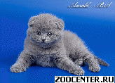 ����������� ������ (Scottish Fold Scottish Straight)