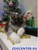 ��������� apsent fluffy elf 2 month color ns2209