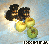 ��������� ������� ������ ������� ���.