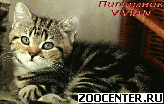 ���������� ������ ��������� ������� �� ��������� VIVIAN