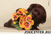 �������� - ���������� � ר���� �����