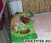 ����� ���