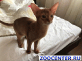 ����������� ������� 5 ��� ������