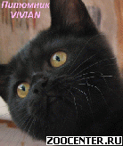 ���������� ������ ������ �� ��������� VIVIAN