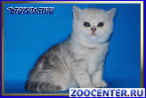 ����������� ������ ����������� ��������� �� ��������� Daryacats