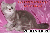 ���������� ������ ���������� ������ �� ��������� VIVIAN