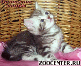 ���������� ������ ������ �� ��������� VIVIAN