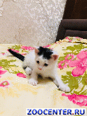 ������ ���� ���