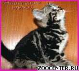 ���������� ��������� ������ �� ��������� VIVIAN