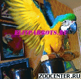  ������� ������ - ���� ������ ��� (ara ararauna) - ������ ������ �� ���������� ������