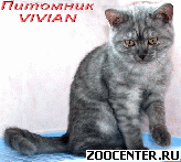 ���������� ������ ������ �� ��������� VIVIAN
