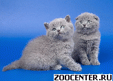����������� ������ (Scottish Fold Scottish Straight)