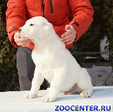 Puppies Central Asian shepherd (Alabai)