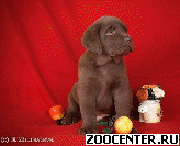 ����� ��������� ����������� ������