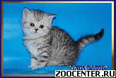 ���������� ������ ����������� ����� ������ �� ��������� Daryacats