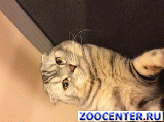 ���� ��������� �������