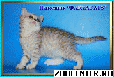 ���������� ������ �� ��������� DARYACATS