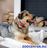 ���� - ������ � ��������� ���������� ��� ���� �����