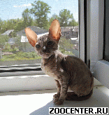 ������ ���� - �������� ������