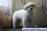 Dog grooming