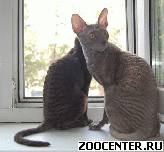 ������ ���� - �������� ������