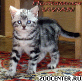 ���������� ��������� ������ �� ��������� VIVIAN