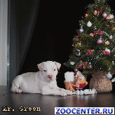 ����� ������������� ��������������