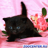 ���������� ������ ������ �� ��������� VIVIAN
