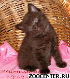 ���������� ���������� ������ �� ��������� VIVIAN