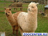 Sell Alpaca, deer, llamas, Nubian, Boer goats, deer Mungiki, Kangaroos Bennett