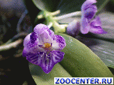 ������ �������� � ������ ���� �������