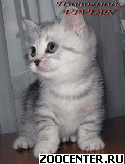 ��������� ���������� ������ �� ��������� VIVIAN/