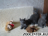 �������� �������� ������� ������ ������ ������� �������