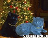 ���������� ������ �� ��������� Ridolina
