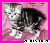 ���������� ��������� ������ �� ��������� VIVIAN