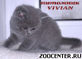 ���������� ������� ������ �� ��������� VIVIAN