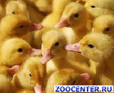 Ducklings, goslings, chickens wholesale and retail
