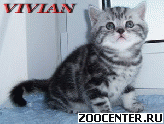 ���������� ��������� ������ �� ��������� VIVIAN