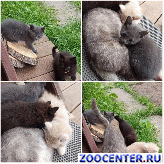 ���� ��� ��� ���� ���������� �������� �����