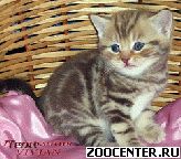 ���������� ��������� ������ �� ��������� VIVIAN