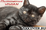 ���������� ������ ������ �� ��������� VIVIAN